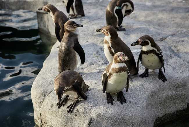 Pinguine im Luisenpark. | Foto: BUGA 23/Lukac+Diehl