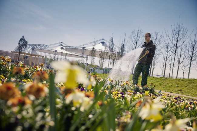 Tagtäglich gibt es viel zu tun auf dem Buga-Gelände: Gärtner beim Blumengießen im Spinelli-Park. | Foto: BUGA 23/Lukac+Diehl