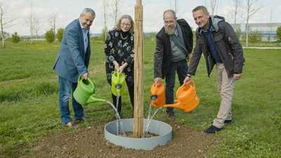 Ingolstadt pflanzt vier Ahorne mit C2tree