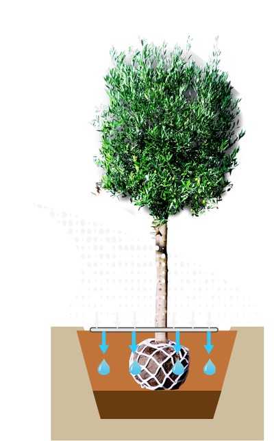Neue Antisalzmatte soll Stadtbäume schützen