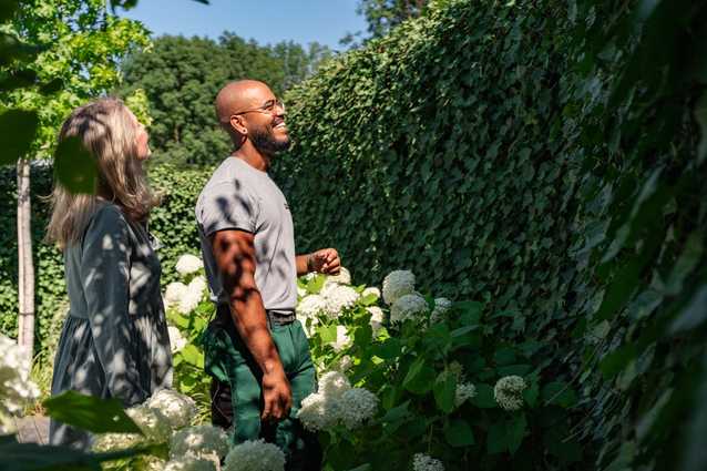 Hecke schneiden und pflanzen: Fristen, Regeln und Tipps für braune Thujen Hecke schneiden und pflanzen: Fristen, Regeln und Tipps für braune Thujen