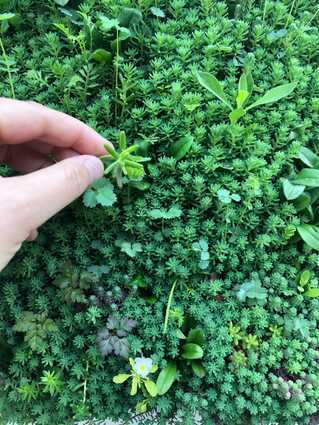 Textile Grünfassaden für besseres Stadtklima entwickelt Textile Grünfassaden für besseres Stadtklima entwickelt