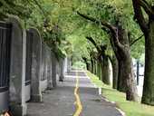 Radinfrastruktur im Einklang mit dem Baumbestand Radinfrastruktur im Einklang mit dem Baumbestand